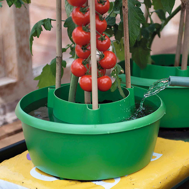 Plant Growing Halo x3