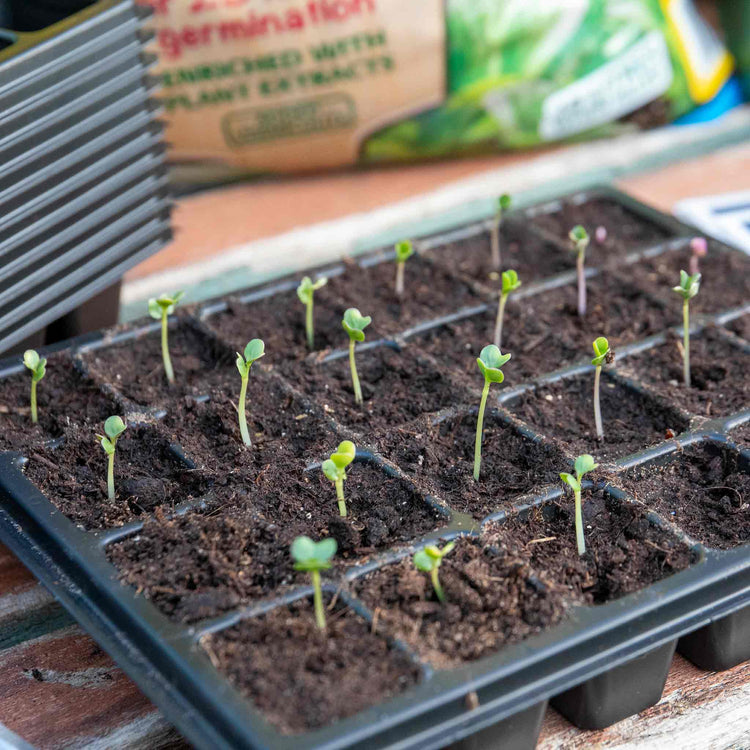 12 x 24 Cell Seed Trays