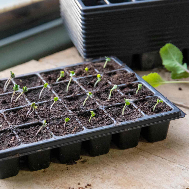 Cauliflower Seeds 'Tirza'