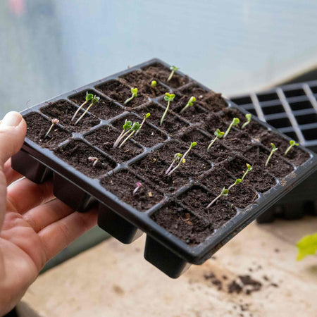 Cauliflower Seeds 'Romanesco Celio'