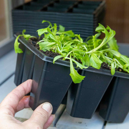 12 x 9 Cell Deep Seed Tray