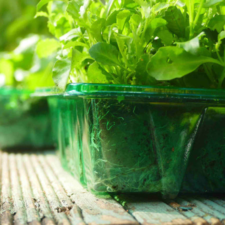 Visiroot Seed Trays