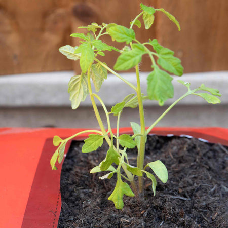 Westland Big Tom Tomato Planter