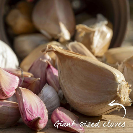Elephant Garlic Cloves (Spring Planting)
