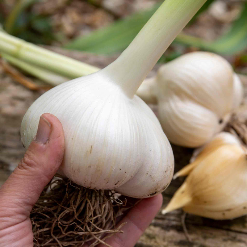 Elephant Garlic Cloves (Spring Planting)