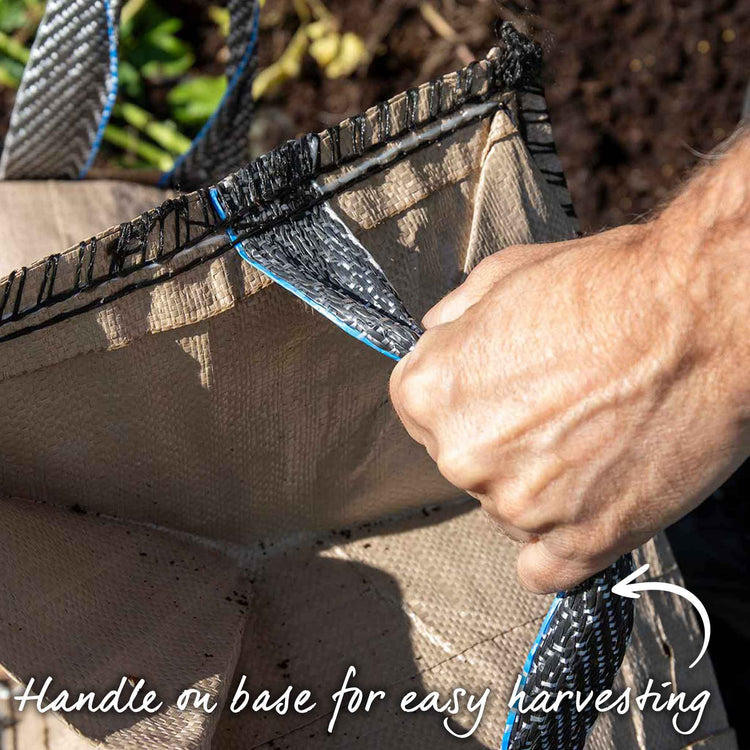 Potato 'Charlotte' Christmas Harvest Grow Kit