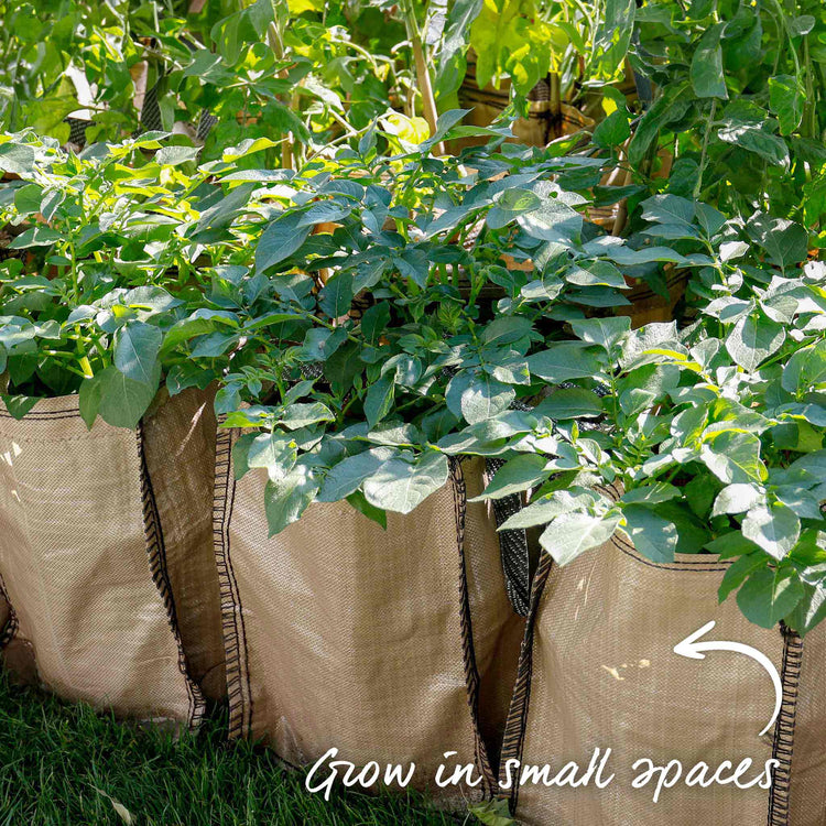 Potato 'Nicola' Christmas Harvest Grow Kit