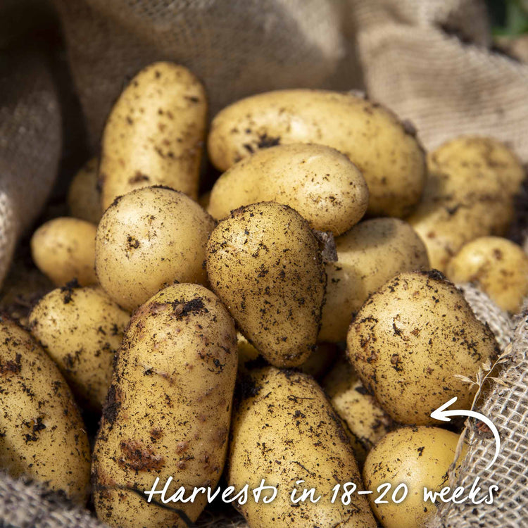 Seed Potato Grow Kit 'Jazzy'