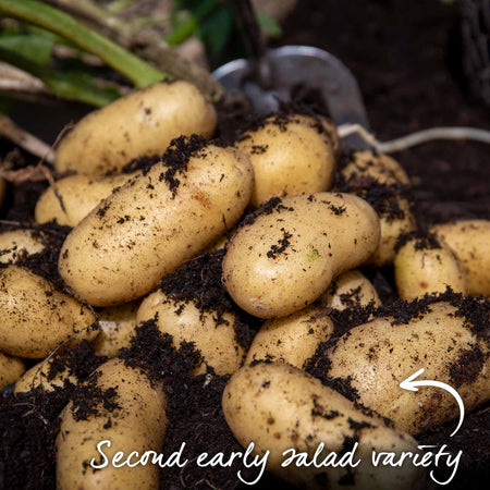 The All Season Patio Seed Potato Kit