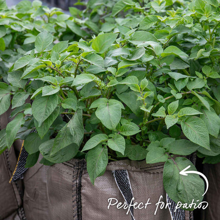 The All Season Patio Seed Potato Kit