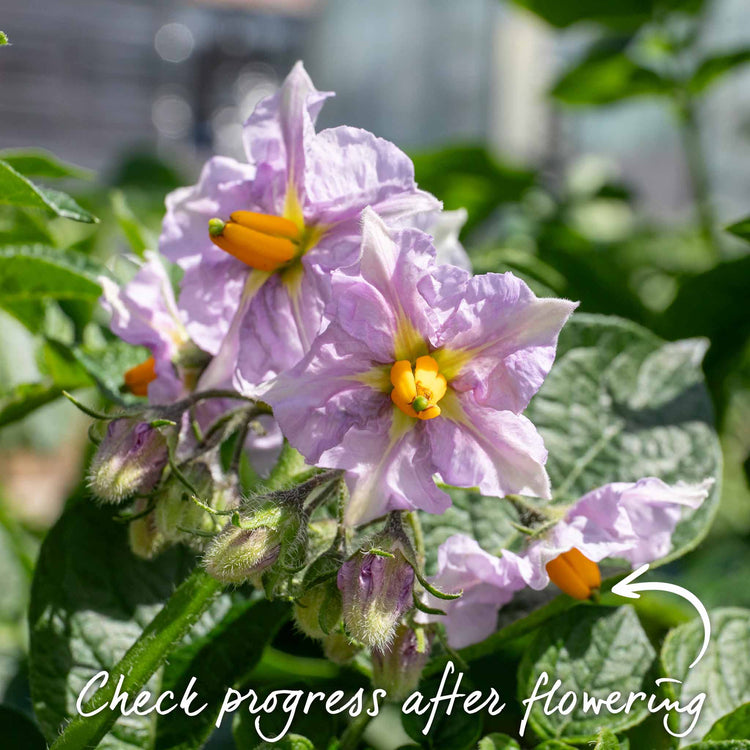 The All Season Patio Seed Potato Kit