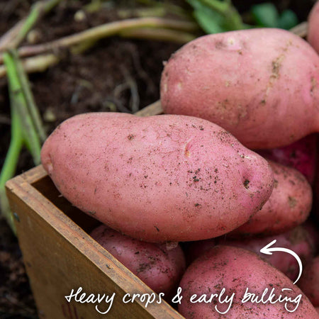 Seed Potato 'Desiree'