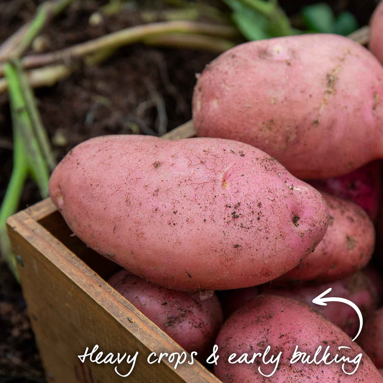 Seed Potato 'Desiree'