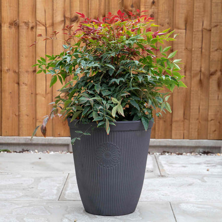 Somerville Tall Planter 33cm in Chocolate Slate