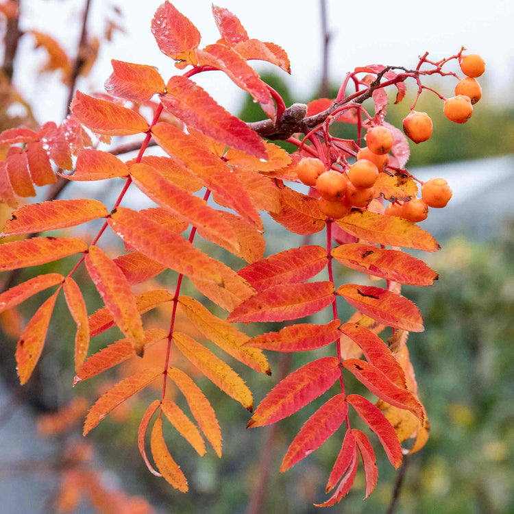 Mountain Ash Sorbus 'Apricot Queen'