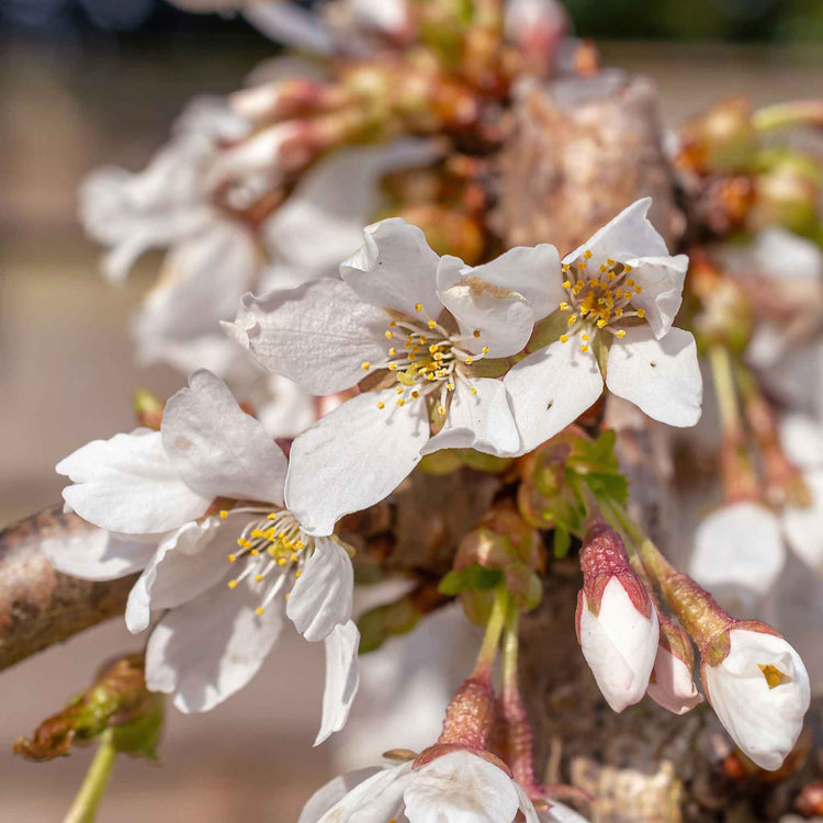 Flowering Cherry 'Snow Showers'