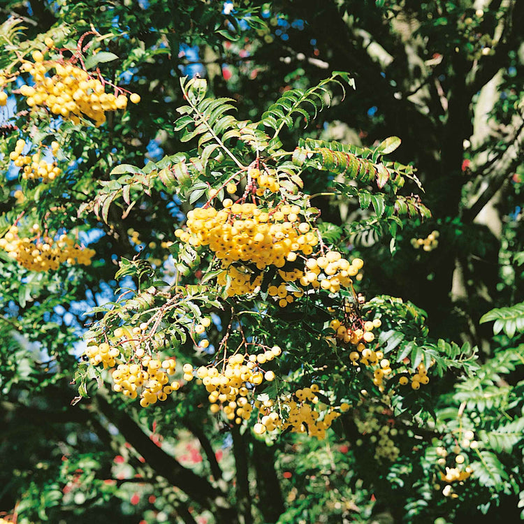 Mountain Ash 'Joseph Rock'