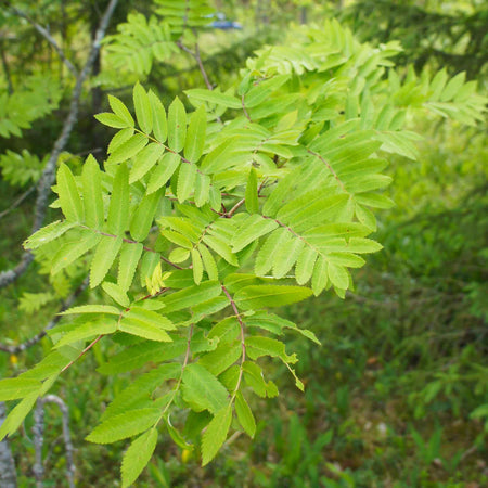 Mountain Ash 'Joseph Rock'