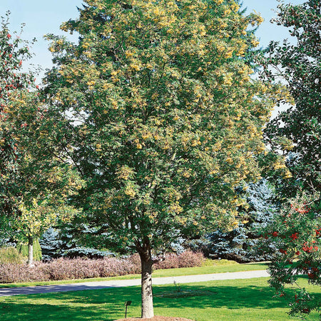 Mountain Ash 'Joseph Rock'
