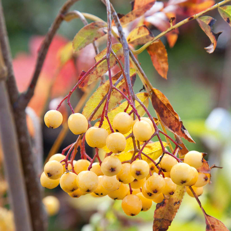 Mountain Ash 'Joseph Rock'