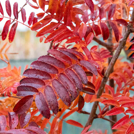 Mountain Ash 'Joseph Rock'