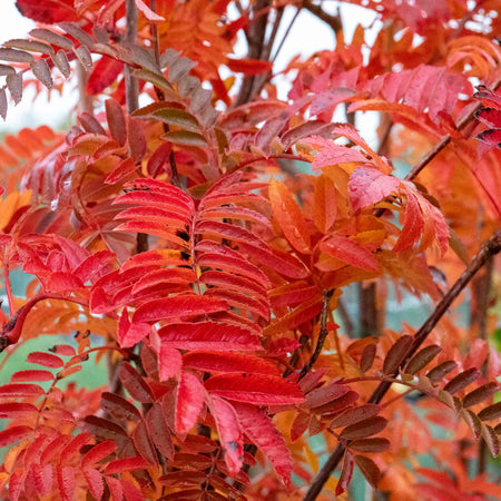 Mountain Ash 'Joseph Rock'