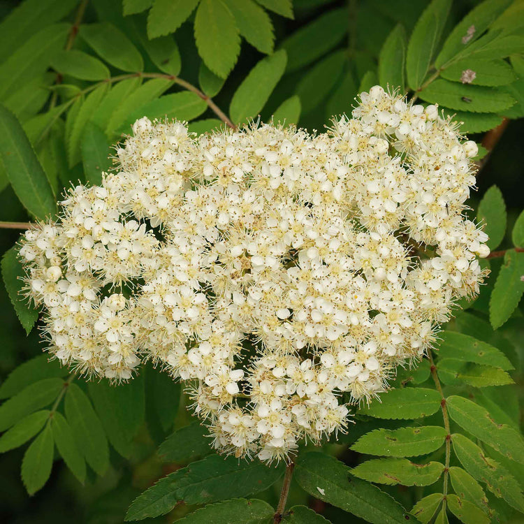 Mountain Ash 'Joseph Rock'