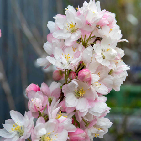 Crab Apple Malus x Floribunda