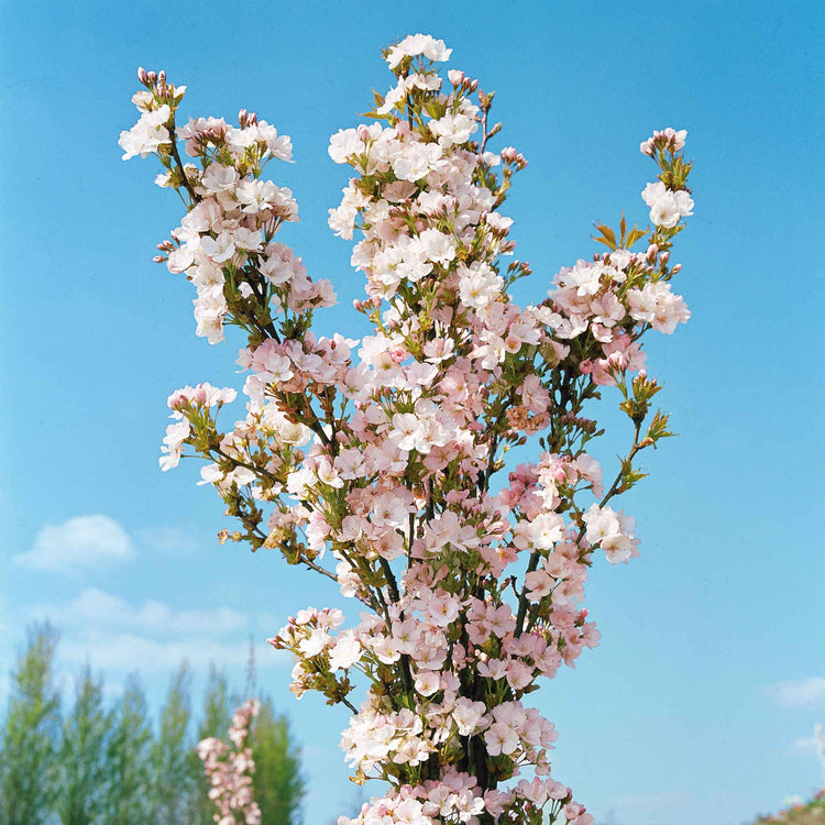 Flowering Cherry 'Amanogawa'