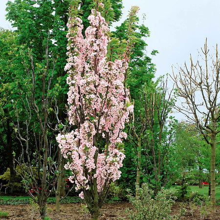 Flowering Cherry 'Amanogawa'