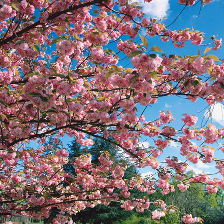 Flowering Cherry 'Kiku-Shidare-Zakura'