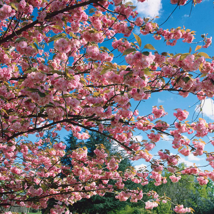 Flowering Cherry 'Kiku-Shidare-Zakura'