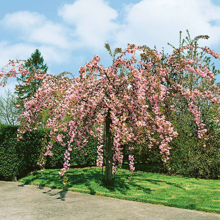 Flowering Cherry 'Kiku-Shidare-Zakura'