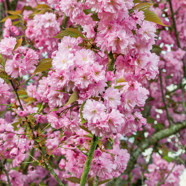 Flowering Cherry 'Kanzan'