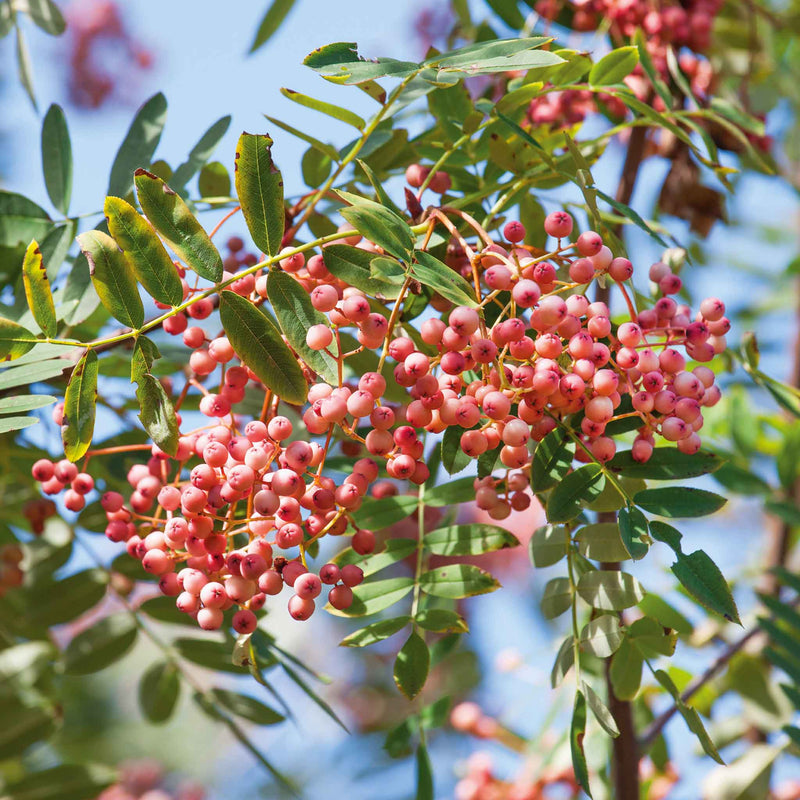 Vilmorin's Rowan Tree