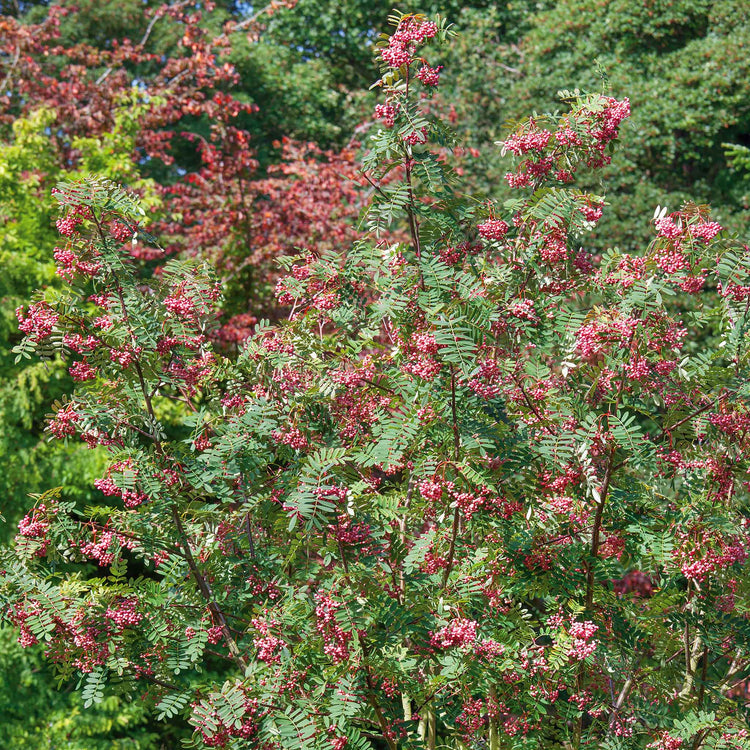 Vilmorin's Rowan Tree