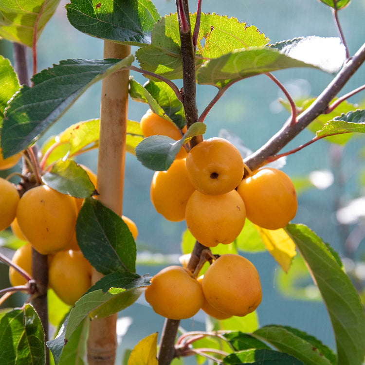 Crab Apple 'Golden Hornet'