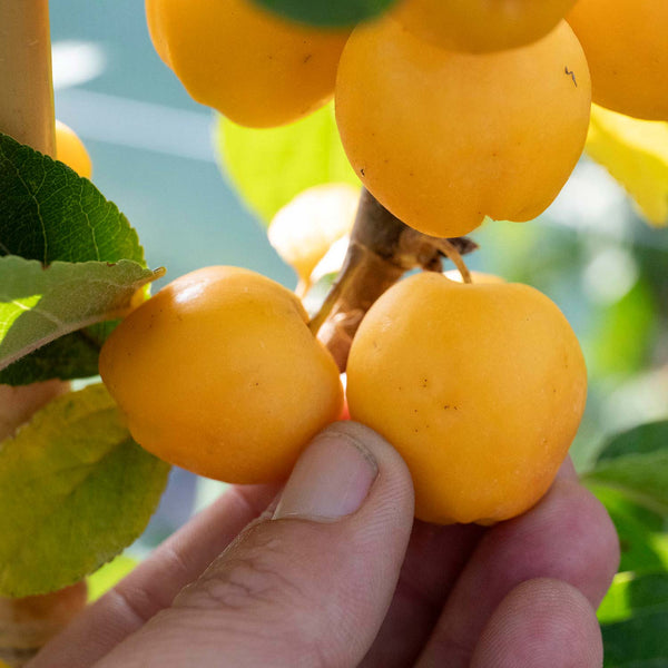 Crab Apple 'Golden Hornet'