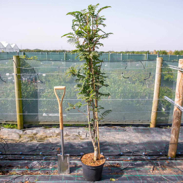 Sorbus 'Joseph Rock'