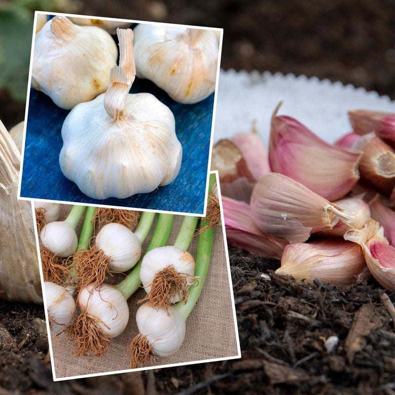 Extended Harvest Garlic Collection (Autumn Planting)