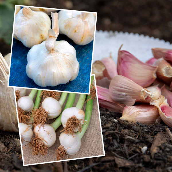 Extended Harvest Garlic Collection (Autumn Planting)