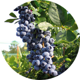 Blueberry Bushes