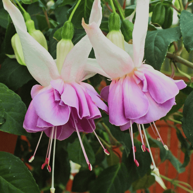Fuchsia 'Quasar'