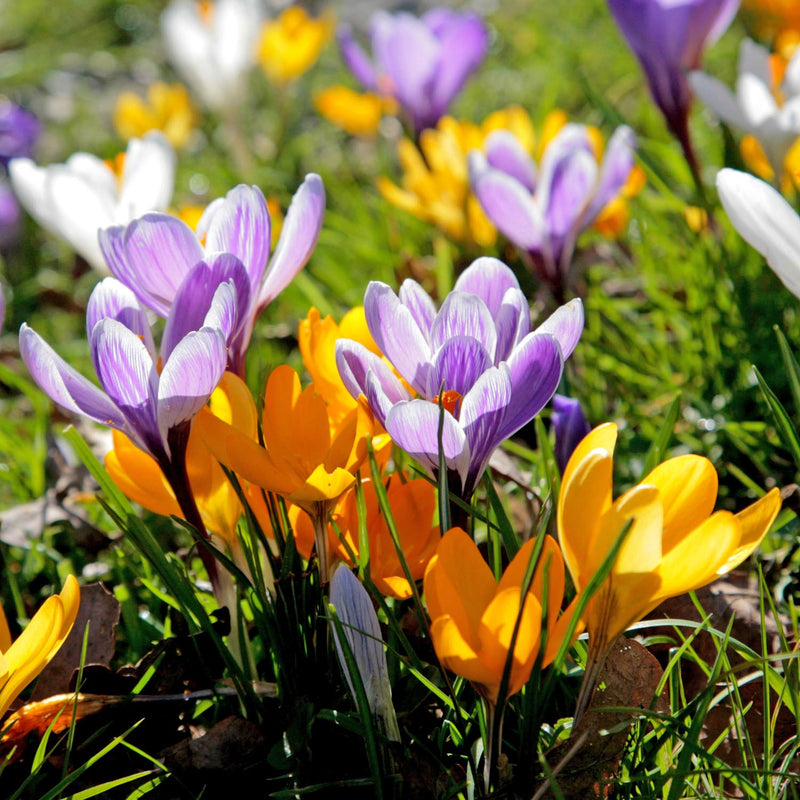 Crocus 'Large Flowering Mix' Collection