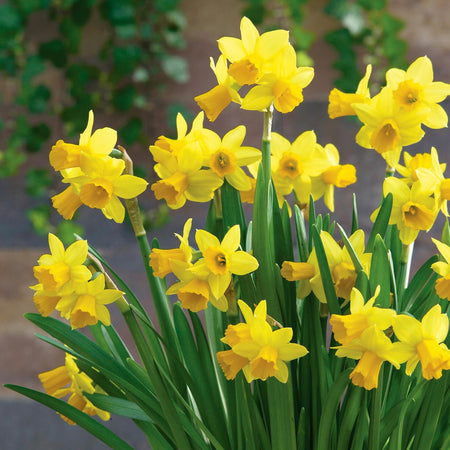 Dwarf Daffodil 'Tete a Tete'