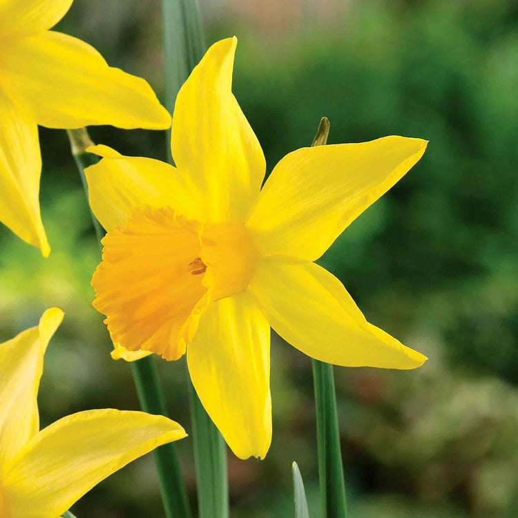 Daffodil 'February Gold'