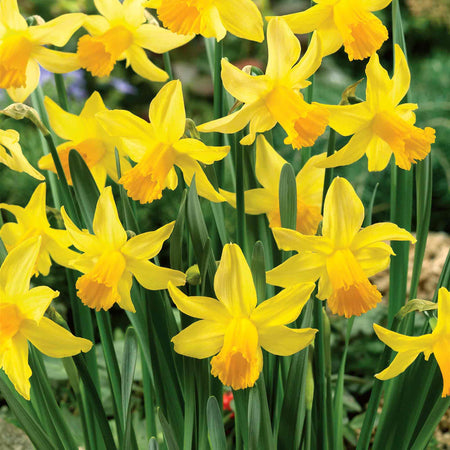 Daffodil 'February Gold'