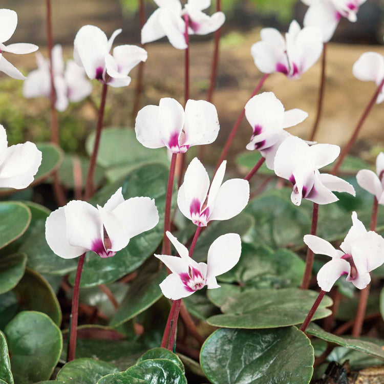 Cyclamen Coum Bulbs