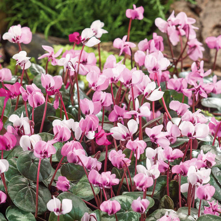 Cyclamen Coum Bulbs