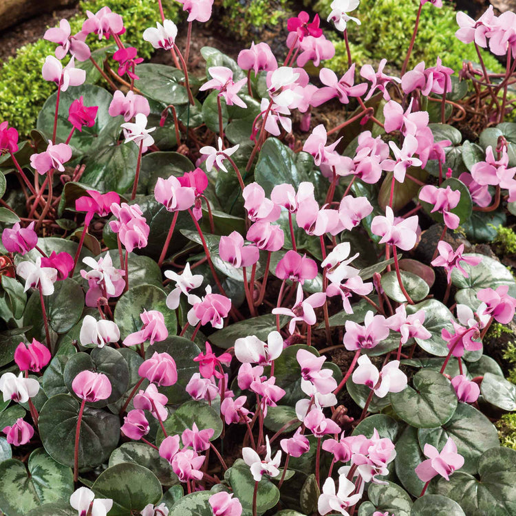 Cyclamen Coum Bulbs